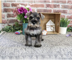 Small #4 Schnauzer (Miniature)