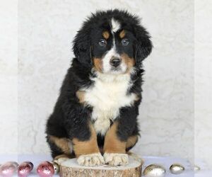 Bulldog Puppy for sale in ATGLEN, PA, USA