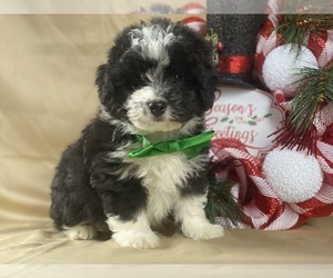 Poocan Puppy for sale in LANCASTER, PA, USA
