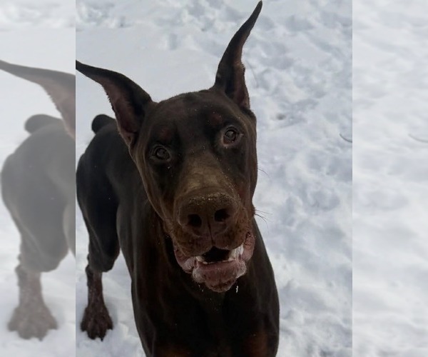 Medium Photo #7 Doberman Pinscher Puppy For Sale in WARSAW, IN, USA