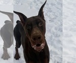 Small Photo #40 Doberman Pinscher Puppy For Sale in WARSAW, IN, USA