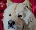 Small Photo #1 Chow Chow Puppy For Sale in RED OAK, TX, USA