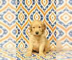 Small Photo #2 Golden Retriever Puppy For Sale in HAVILAND, OH, USA