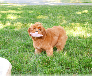 Cavapoo (Miniature) Puppy for sale in SYRACUSE, IN, USA