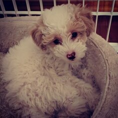 Poodle (Toy) Puppy for sale in AUBURN, WA, USA