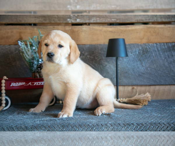 Medium Photo #2 Golden Labrador Puppy For Sale in GOSHEN, IN, USA