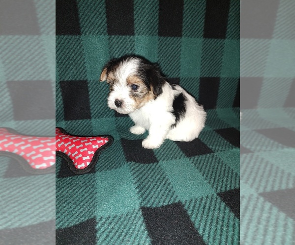 Medium Photo #5 Morkie Puppy For Sale in LAPEER, MI, USA
