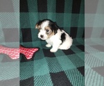 Small #4 Morkie