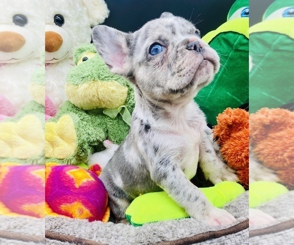 Medium Photo #9 French Bulldog Puppy For Sale in BELLVIEW, TX, USA