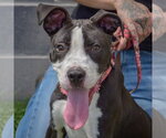 Small American Staffordshire Terrier