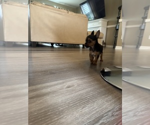 Yorkshire Terrier Puppy for sale in GREENVILLE, SC, USA
