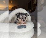 Small #5 Chihuahua