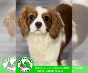 Cavalier King Charles Spaniel-Unknown Mix Dogs for adoption in Stroudsburg, PA, USA