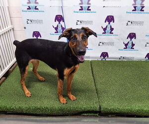 Doberman Pinscher-Unknown Mix Dogs for adoption in Orlando, FL, USA