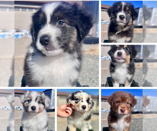 Medium Photo #1 Australian Shepherd Puppy For Sale in PRESCOTT VALLEY, AZ, USA