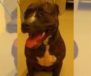 Medium American Pit Bull Terrier Mix