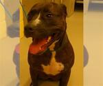 Small American Pit Bull Terrier Mix