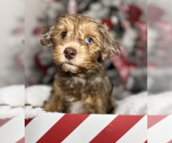 Medium Photo #3 YorkiePoo Puppy For Sale in EAGLE MOUNTAIN, UT, USA