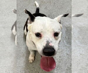 American Bulldog Dogs for adoption in Boca Raton, FL, USA