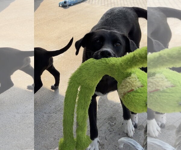 Medium Photo #3 Australian Shepherd-Unknown Mix Puppy For Sale in Green Forest, AR, USA