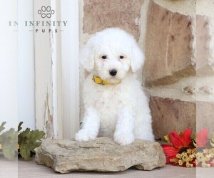 Goldendoodle (Miniature) Puppy for sale in LITITZ, PA, USA