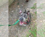 Small #8 American Pit Bull Terrier Mix