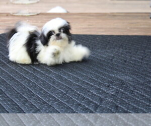 Shih Tzu Puppy for sale in THAYER, KS, USA