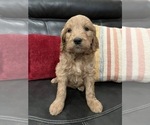 Small Photo #8 Goldendoodle Puppy For Sale in CEDAR HILL, TX, USA