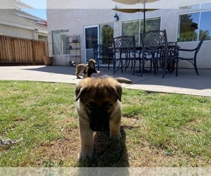 German Shepherd Dog Puppy for Sale in TRACY, California USA