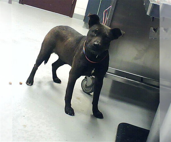 Medium Photo #1 Mutt Puppy For Sale in Fayetteville, NC, USA