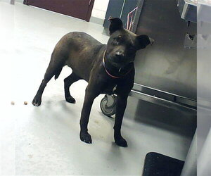 Mutt Dogs for adoption in Fayetteville, NC, USA