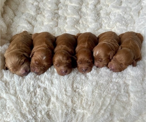 Medium Photo #4 Goldendoodle (Miniature) Puppy For Sale in RANDOLPH, WI, USA