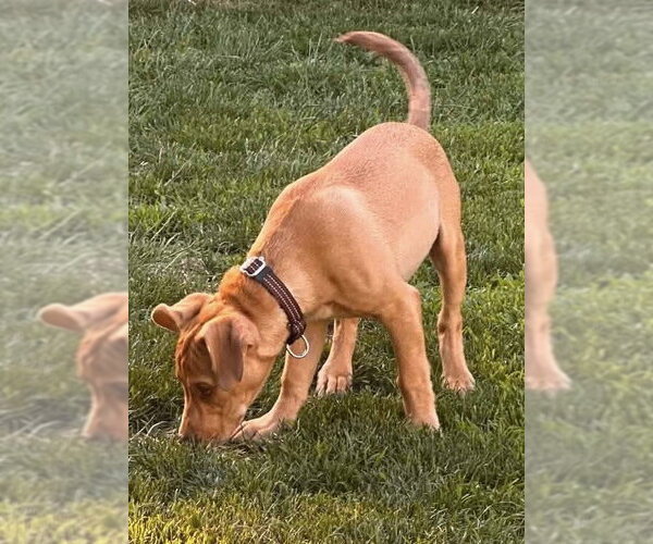 Medium Photo #23 Labrador Retriever-Unknown Mix Puppy For Sale in New York, NY, USA