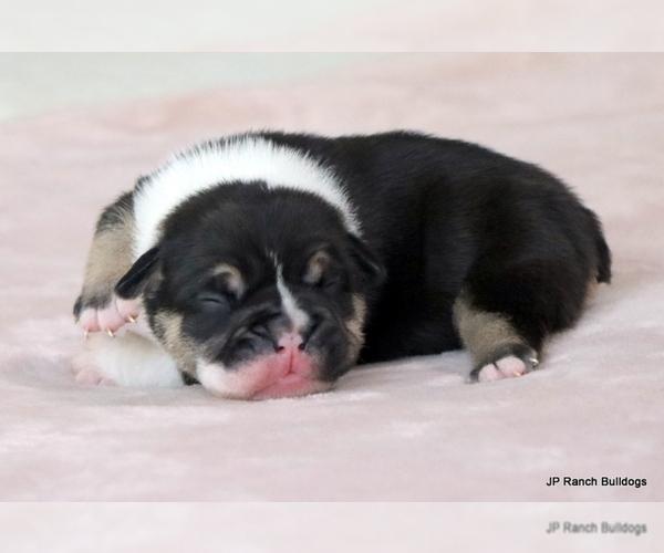 Medium Photo #6 Bulldog Puppy For Sale in WINNSBORO, TX, USA