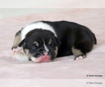 Small #5 Bulldog