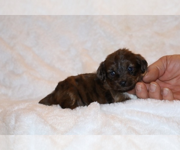 Medium Photo #4 Poodle (Toy)-YorkiePoo Mix Puppy For Sale in DYERSBURG, TN, USA