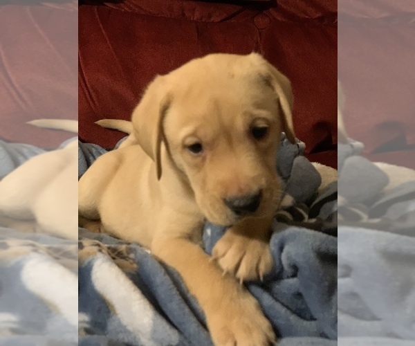 Medium Photo #6 Labrador Retriever Puppy For Sale in SPOTSYLVANIA, VA, USA