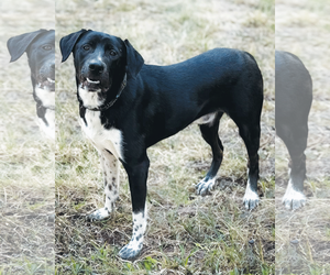 Biggie - Male Mutt Dog for Adoption - Photo #3