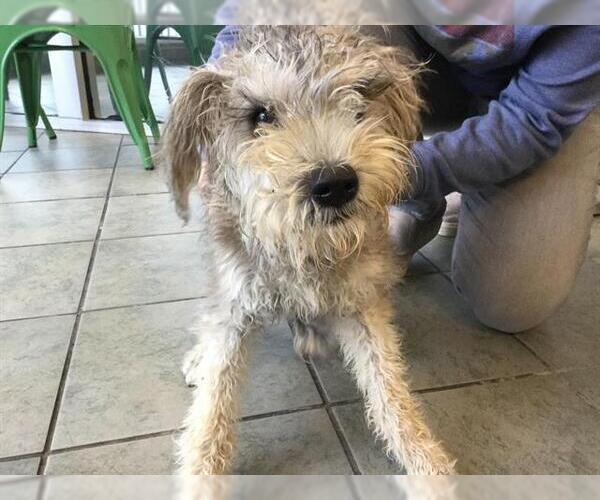 Medium Photo #1 - Mix Puppy For Sale in San Antonio, TX, USA