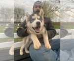 Small Photo #40 Siberian Husky Puppy For Sale in TRIMBLE, MO, USA
