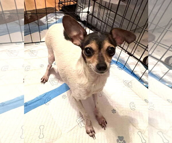 Medium Photo #6 Chihuahua-Unknown Mix Puppy For Sale in Boonton, NJ, USA