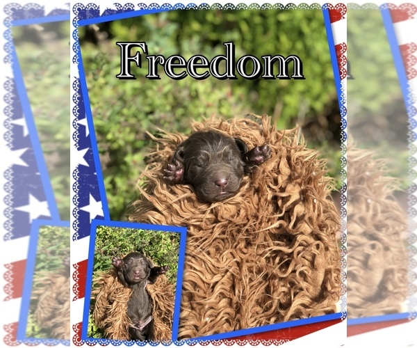 Medium Photo #6 Newfoundland Puppy For Sale in PAYETTE, ID, USA