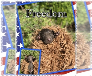 Medium Newfoundland