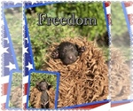 Puppy Freedom Newfoundland