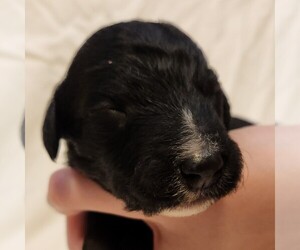 F2 Aussiedoodle Puppy for sale in COLUMBIA, TN, USA