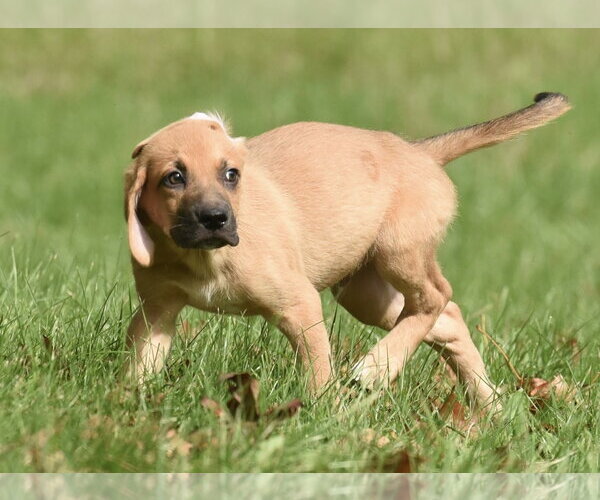 Medium Photo #8 Australian Shepherd-Beagle Mix Puppy For Sale in Mechanicsburg, PA, USA