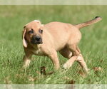 Small Photo #8 Australian Shepherd-Beagle Mix Puppy For Sale in Mechanicsburg, PA, USA