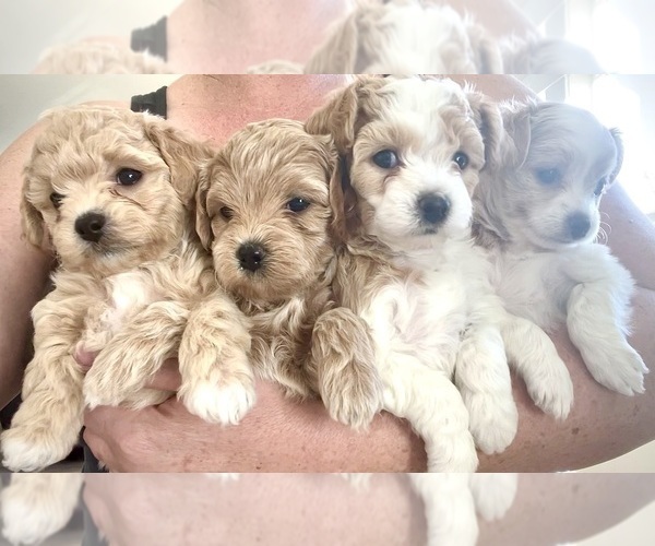 Medium Photo #4 Bichpoo-Yo-Chon Mix Puppy For Sale in RIGBY, ID, USA