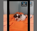 Zeus - Male Poodle (Toy)-Zuchon Mix Puppy for Sale - Photo #3