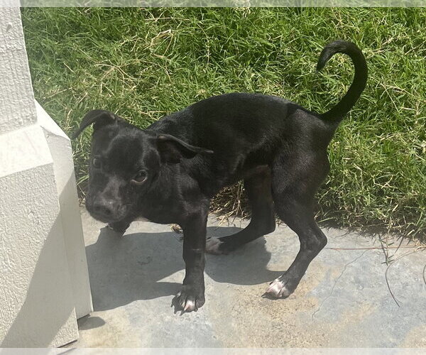 Medium Photo #3 Chiweenie Puppy For Sale in Corona, CA, USA